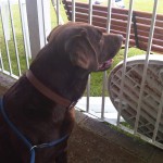 Mascot Archie incensed at the Kermack/Ward run out... Mascot Archie incensed at the Kermack/Ward run out...